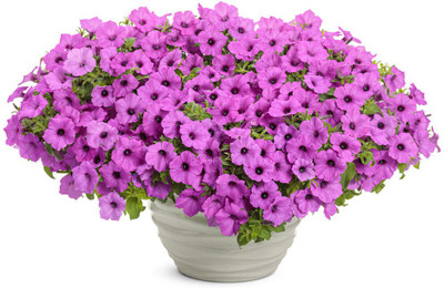 WHADE Jazzberry Petunia hybrid Seed(150 per packet)