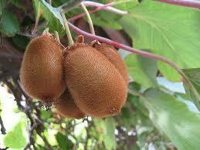 XOLDAA hybrid kiwi fruit seeds Seed(122 per packet)