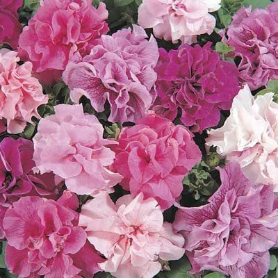 CYBEXIS XLL-1 - Petunia - Double Cascade Mix - (60 Seeds) Seed(60 per packet)