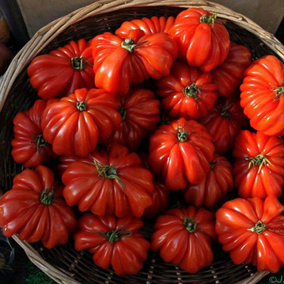 CYBEXIS Rare Sweet Tomato Seeds2000 Seeds Seed(2000 per packet)