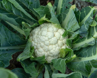 caaspy white cauliflower,gobhee seeds Seed(13 per packet)