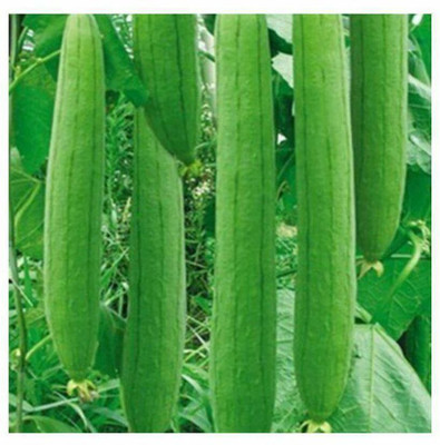 Quentova Long Tori/sponge Gourd-LNT-2Z Seed(50 per packet)
