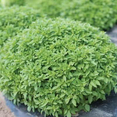 Qualtivate XLL-10 Basil, Spicy Globe Herb Seeds Seed(1000 per packet)