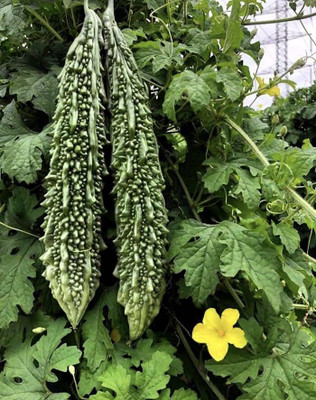 LPR KARELA ,BITTAR GOURD Seed(50 per packet)