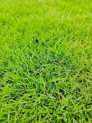 BDSresolve Bermuda English Lawn Grass for Small Park pack of 2280 Seed(2280 per packet)