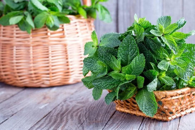 Qualtivate RES-8A Peppermint (Mentha x Piperita) Seed(200 per packet)