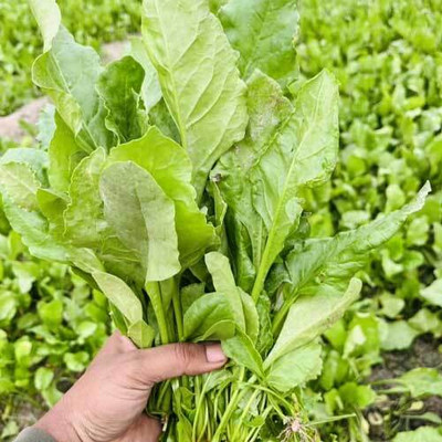 BJUBAS Desi palak seeds for home garden organic pack of 64 Seed(64 per packet)