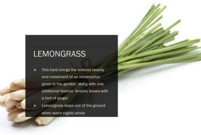 CYBEXIS LEMONGRASS SEEDS(250 Seeds) Seed(250 per packet)