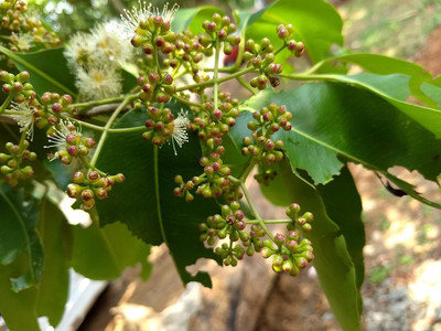 CRGO JAAMUN, JAVA PLUM Seed(100 per packet)