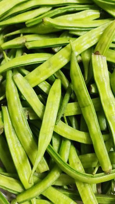 XOLDAA CLUSTER BEANS SEEDS Seed(11 per packet)