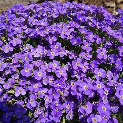 Aywal umbellata Dwarf Fairy Mix - Candytuft Seed(30 per packet)