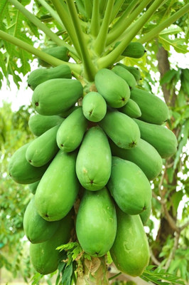 Pbevergreen Papaya fruit seeds, taiwan red lady Seed(460 per packet)