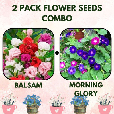 Infiniteseeds 2 Pack Combo of Balsam and Morning Glory Flowers Packet Seed(2 per packet)