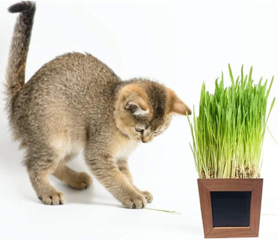 Qualtivate XL-128 Cat Wheatgrass Seeds Seed(2000 per packet)