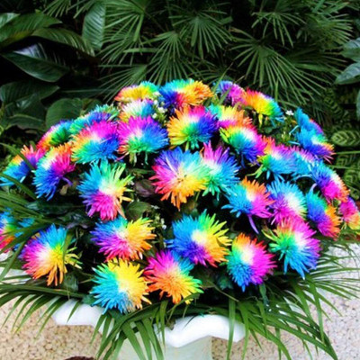 CYBEXIS PAU-96 - Rainbow Daisy Chrysanthemum - (30 Seeds) Seed(30 per packet)
