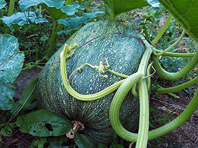 CYBEXIS LX-13 - Hybrid Pumpkin - (300 Seeds) Seed(300 per packet)