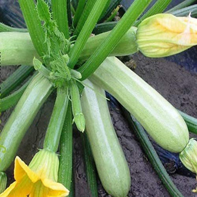 CYBEXIS XLR-40 - Zucchini Bush Type White - (75 Seeds) Seed(75 per packet)