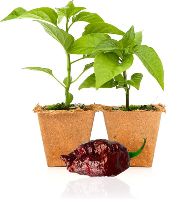 Biosnyg High Yield Chocolate Ghost Pepper Vegetable Seeds For Gardening-(4000 Seeds) Seed(4000 per packet)