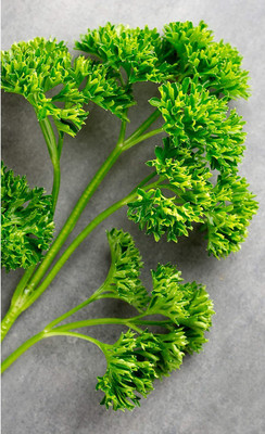 CYBEXIS NBIR-76 - Parsley Moss Curled - (250 Seeds) Seed(250 per packet)