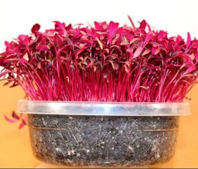Aywal Cholai Saag Seed(260 per packet)