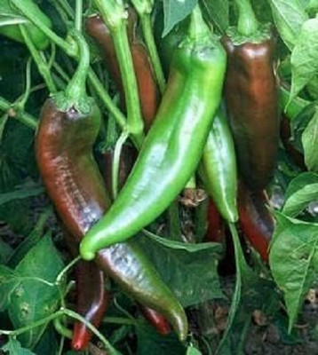 Biosnyg Hybrid Joe E Parker Pepper Vegetable Seeds For Gardening-(2000 Seeds) Seed(2000 per packet)