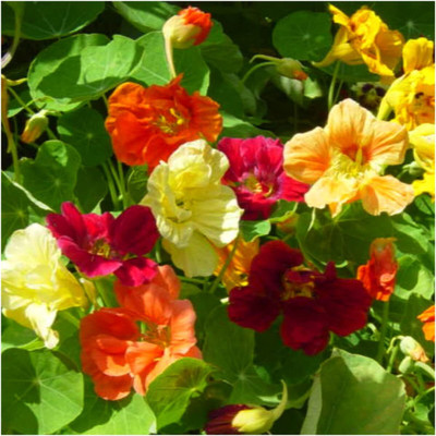 WILLVINE ™ Jewel Mix Nasturtium (Tropaeolum nanum)-1000 SEEDS Seed(1000 per packet)