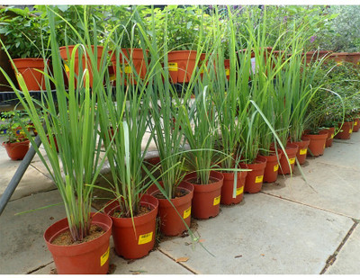 XOLDA Organic lemon grass herb Seed(13 per packet)