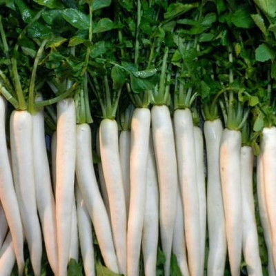 MAA Radish, Muli Seed(180 per packet)