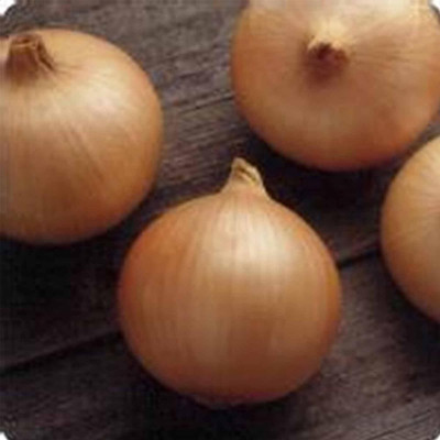 WILLVINE KGF -X Candy Hybrid Onion [5g] Seed(3000 per packet)