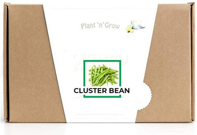 CYBEXIS Cluster Beans800 Seeds Seed(800 per packet)