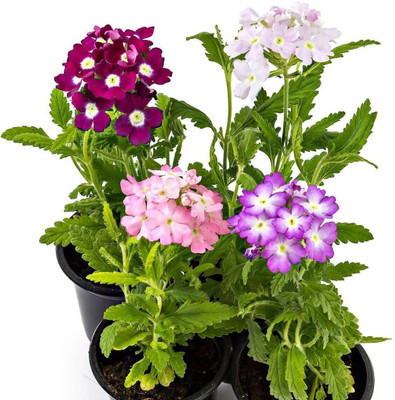 Quentova Verbena- Mammoth Mix-LXI-10J Seed(100 per packet)