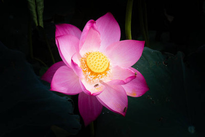 Shudh Online lotus,kamal gatta Seed(12 per packet)