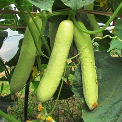 CYBEXIS Hybrid White Cucumber Seeds, Cucumis Sativus2000 Seeds Seed(2000 per packet)