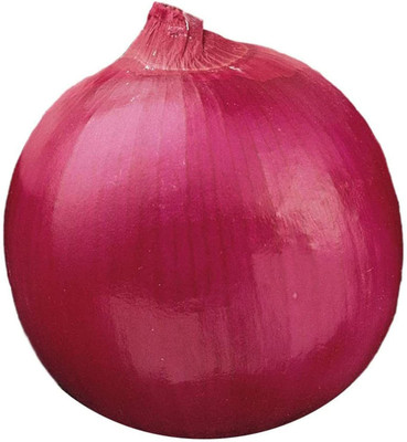 CYBEXIS Vegetable Seeds Premium Plant Onion Seeds2000 Seeds Seed(2000 per packet)