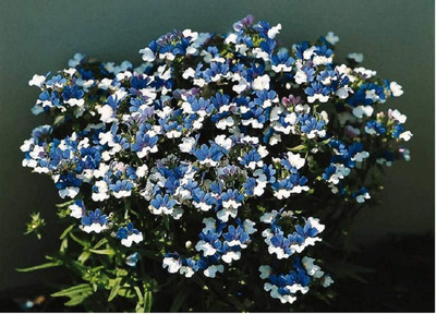 LPR NEMESIA Seed(15 per packet)