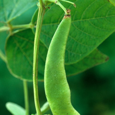 SeeGreen Beans Seeds – Sem Phali runner beans for Home Garden_20 Seed(20 per packet)