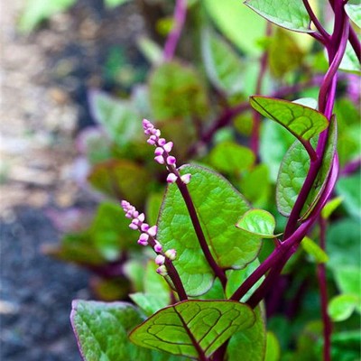 CYBEXIS Gynura Cusimbua Malabar Spinach Seed2000 Seeds Seed(2000 per packet)