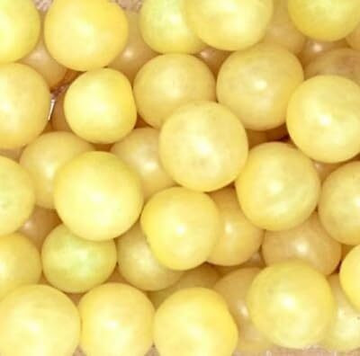 Biosnyg High Germination White Cherry Tomato Seeds for Home Gardening - (400 Seeds) Seed(400 per packet)