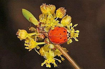 WILLVINE LX-12 Spicebush Wild Allspice Lindera Seed(50 per packet)