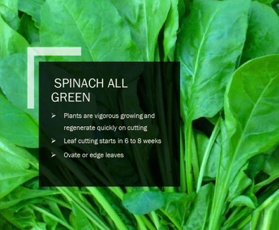 VibeX SPINACH ALL GREEN SEEDS(5000 Seeds) Seed(5000 per packet)