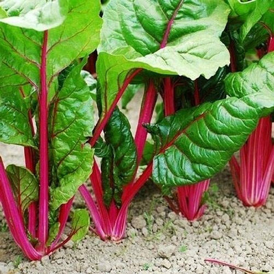CYBEXIS Beetroot Vegetable Seeds2000 Seeds Seed(2000 per packet)