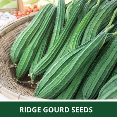 Qualtivate XXX-6A Hybrid Combo of Ridge Gourd & Sponge Gourd Seed(50 per packet)