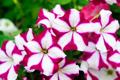 XOLDA Exotic petunia ultra star Seed(27 per packet)