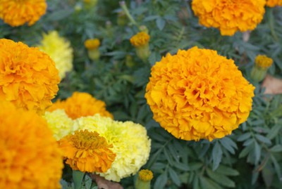 PUTZMA marigold/gende ka phool flower seeds Seed(75 per packet)