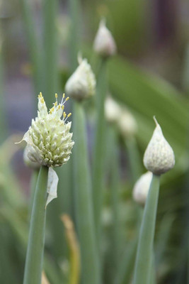 KNESSiN Red Onion Seed(1250 per packet)
