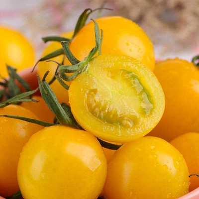 CYBEXIS Hybrid Tomato Seeds Throughout Year Strong Adaptability2000 Seeds Seed(2000 per packet)