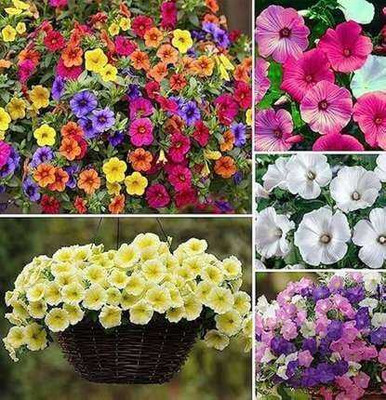 SEMINA VITA petunia flower seeds Seed(95 per packet)
