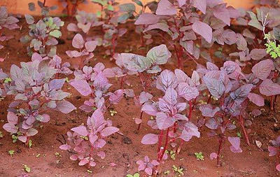 VibeX Spinach Seed(500 per packet)