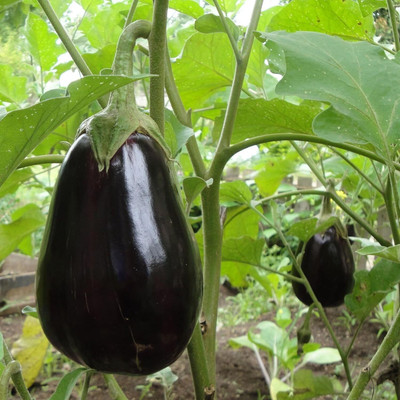 Aywal Brinjal-F1-Purple Hybrid Seed(5 g)