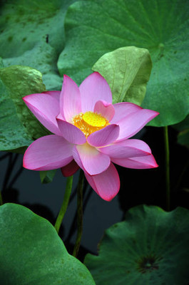 Haritadhara lotus,kamal gatta Seed(11 per packet)